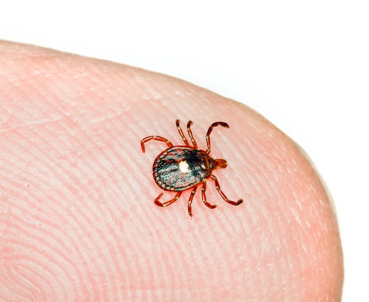 The Lone Star tick