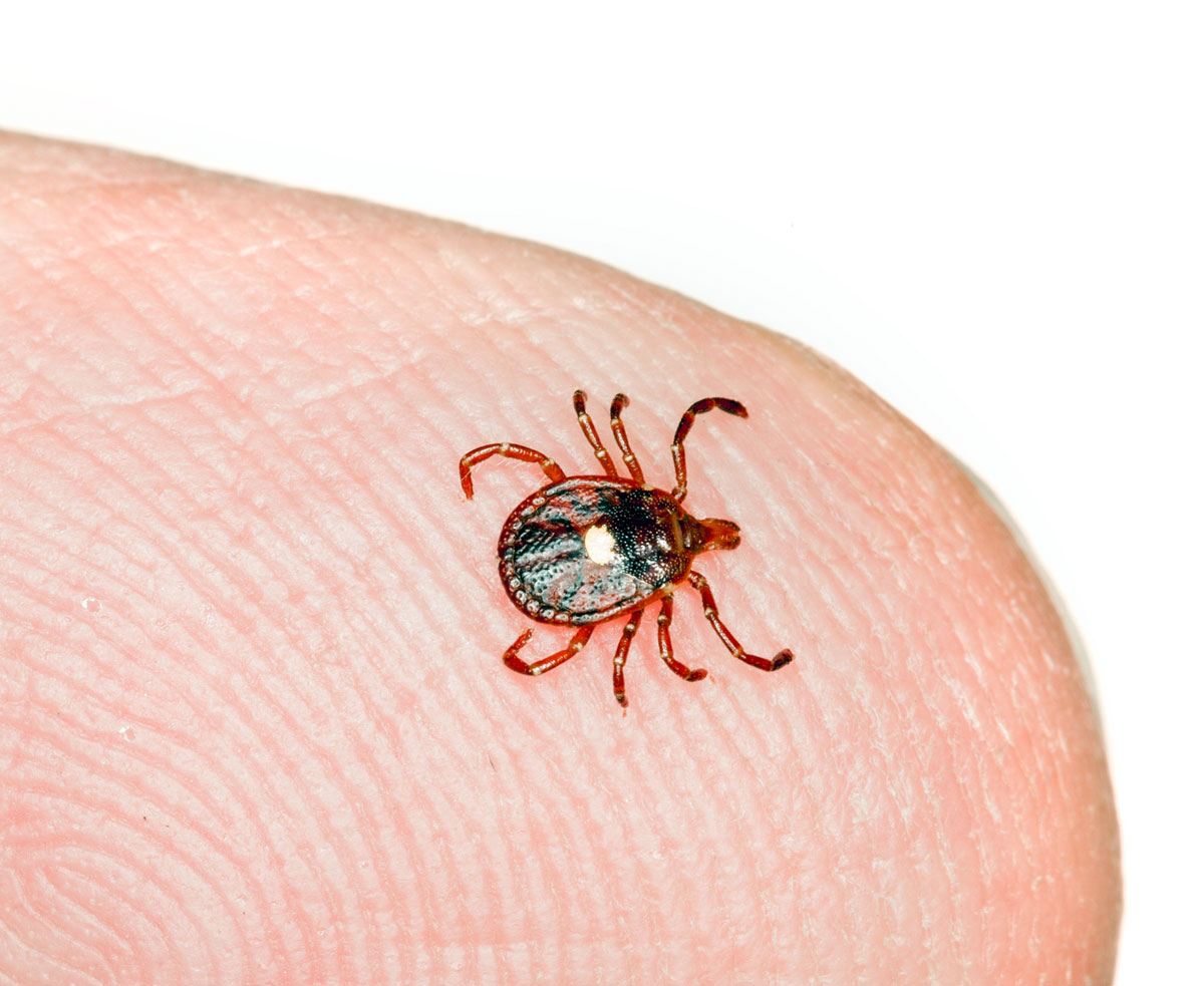 The Lone Star tick