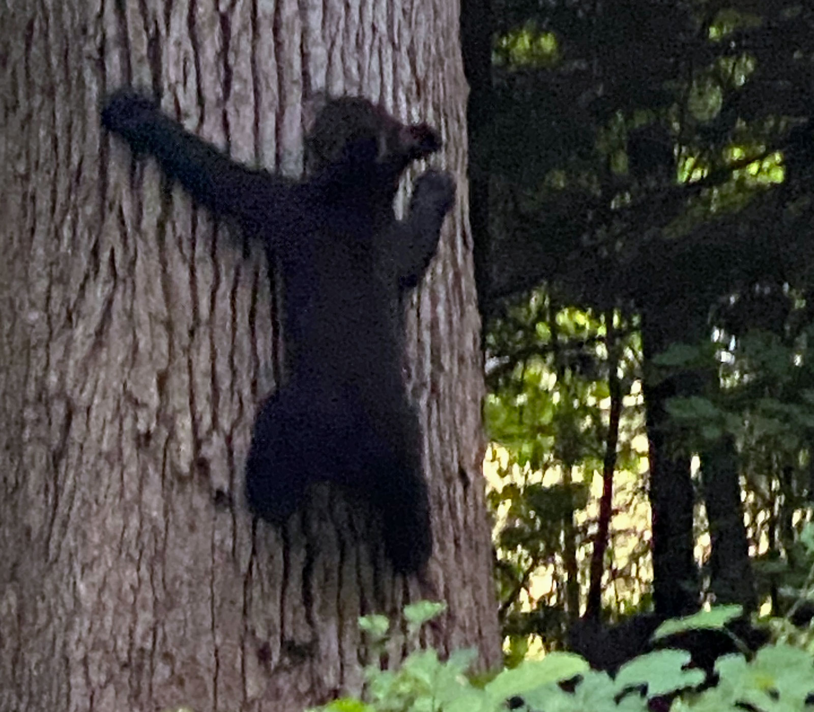 A bear cub climbs a tree near Tanglewood